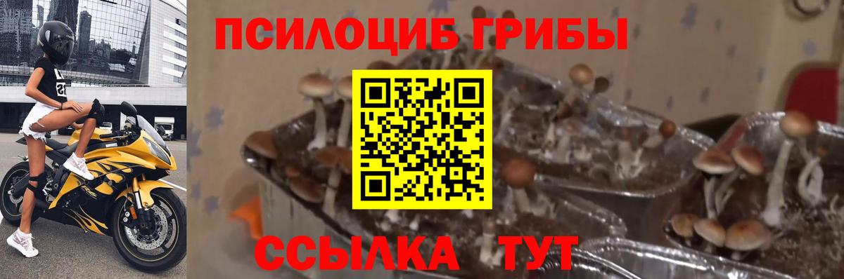 Галлюциногенные грибы GOLDEN TEACHER Сорочинск